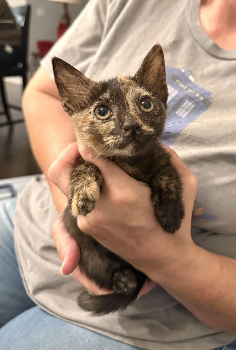 A young medium-sized female Domestic Short Hair cat named Peg Leg for adoption in Camden, SC