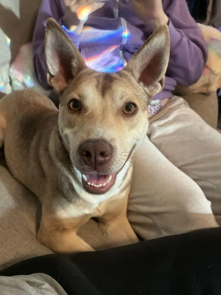 An adult medium-sized female Pit Bull Terrier dog named Amber for adoption in Broomfield, CO