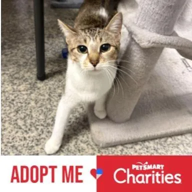 A young small-sized female Brown / Chocolate Domestic Short Hair cat named Sweet Pea for adoption in Falls Church, VA