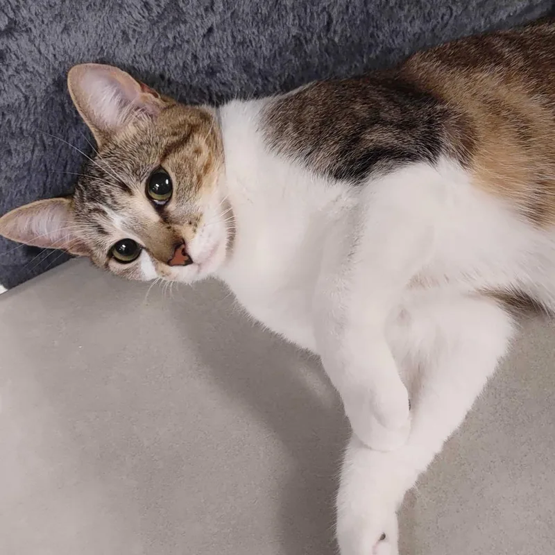 Sweet Pea thumbnail 2