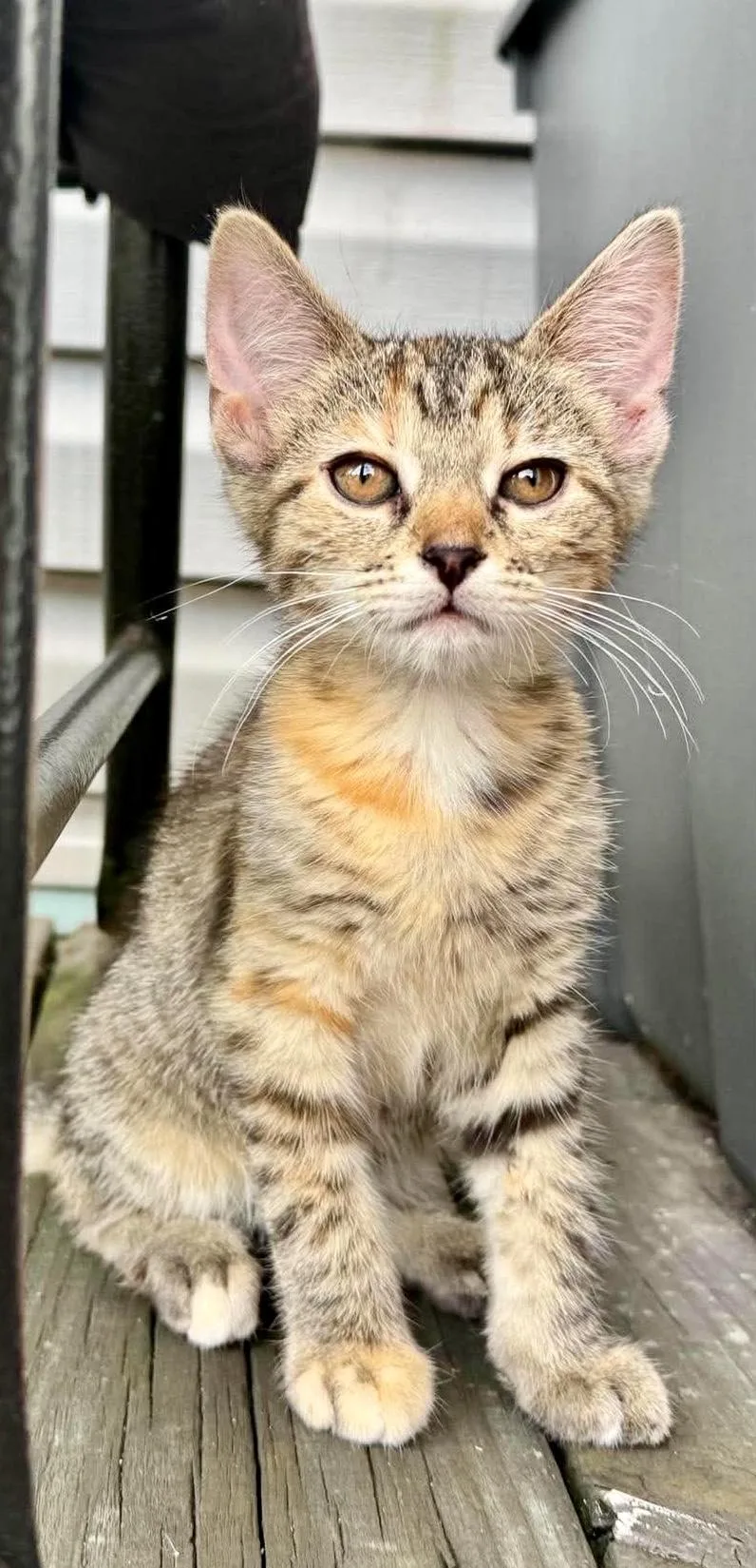 A baby medium-sized female Tabby (Brown / Chocolate) Domestic Short Hair cat named Ella for adoption in Greensburg, PA