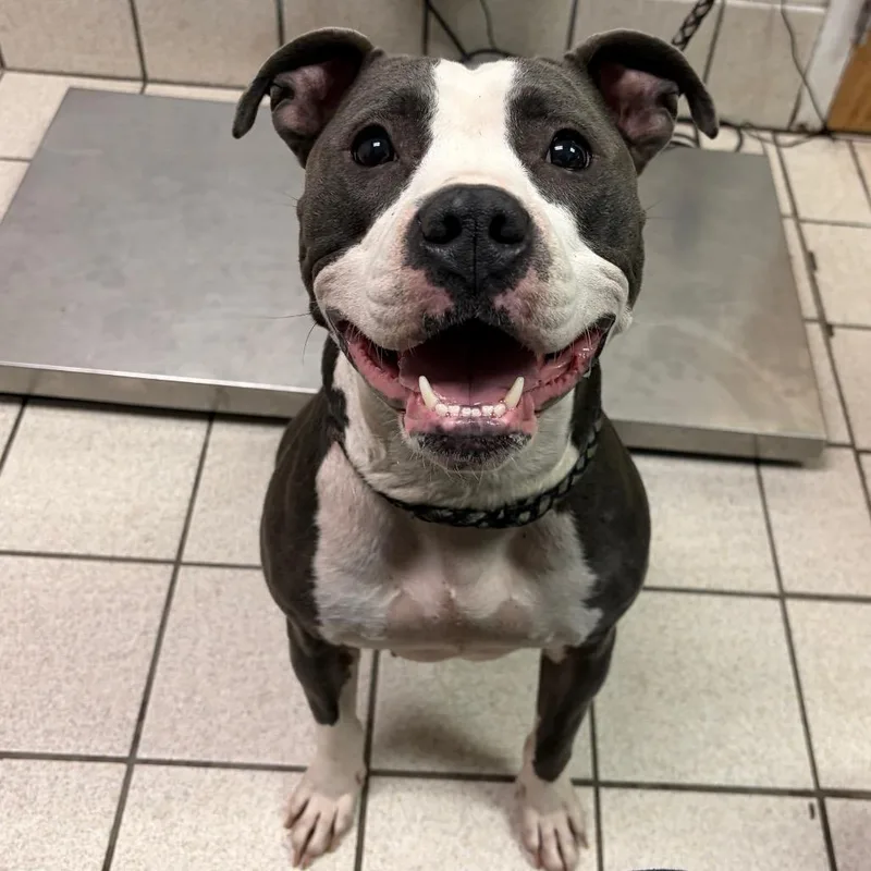 A young medium-sized female Gray / Blue / Silver Mixed Breed dog named Pickle Crisp for adoption in Charleston, WV