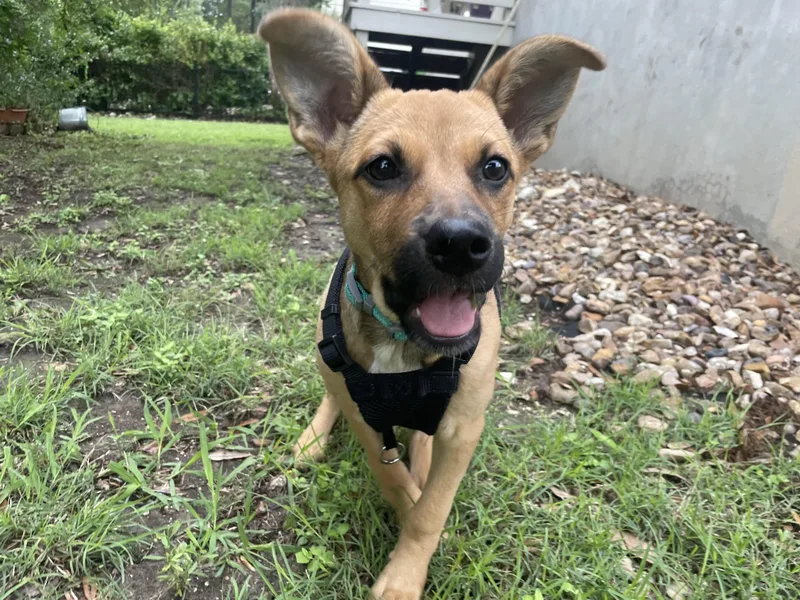 A baby medium-sized female Mixed Breed dog named Sasha for adoption in Evanston, IL