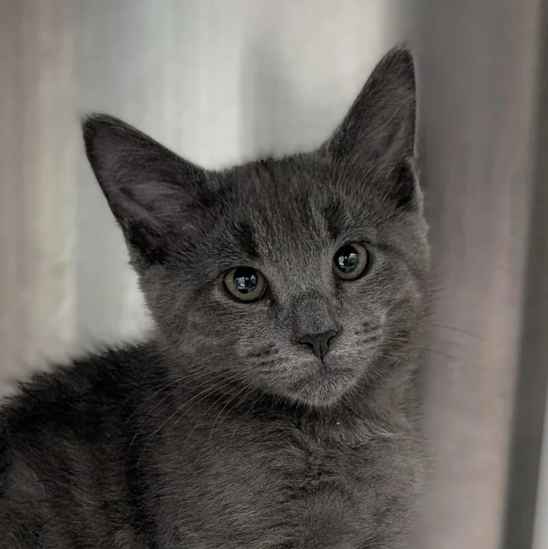 A baby medium-sized male Domestic Short Hair cat named Sharper Image for adoption in Shoreline, WA
