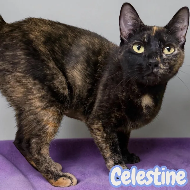 An adult medium-sized female Domestic Short Hair cat named Celestine for adoption in Sorrento, LA