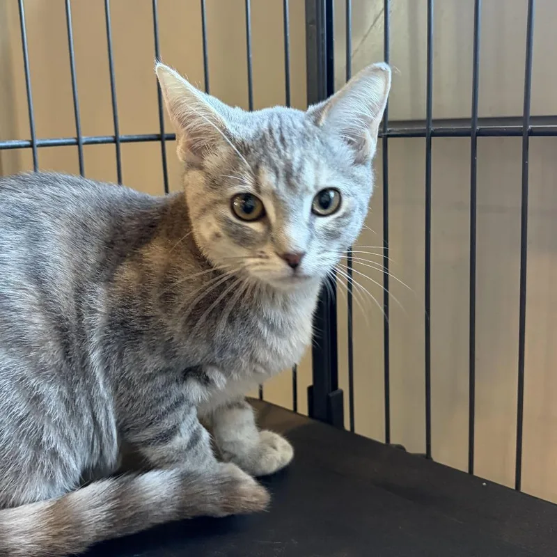 A baby small-sized female Domestic Short Hair cat named Buttercup for adoption in Louisville, KY