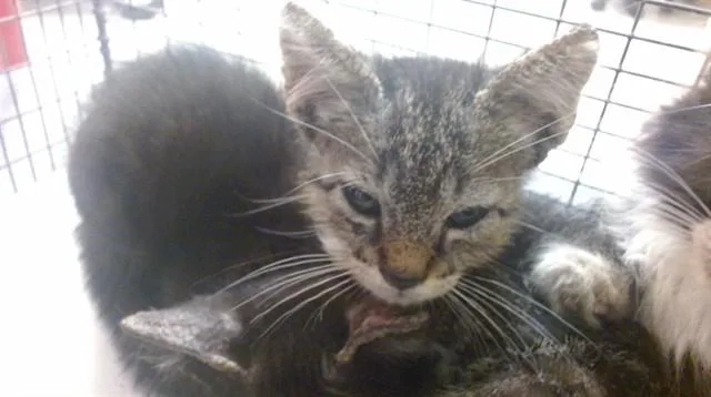 A baby small-sized male Domestic Short Hair cat named Binky for adoption in Miami, FL