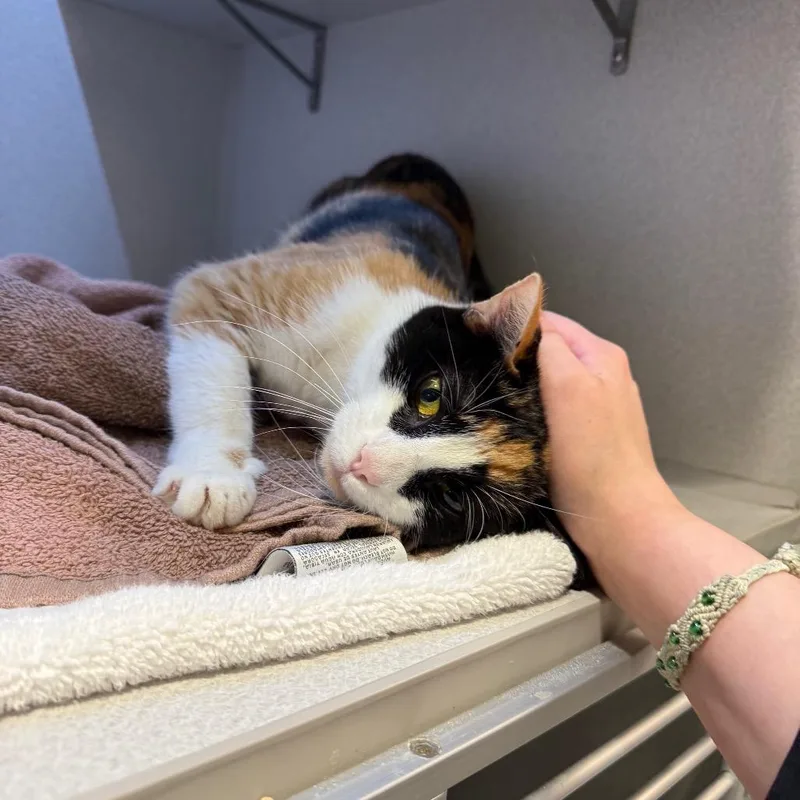 An adult medium-sized female Calico Domestic Short Hair cat named Pandy for adoption in Pittsburgh, PA