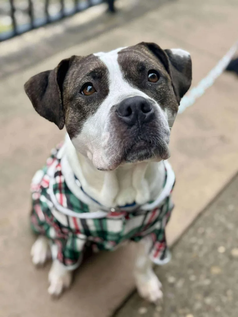 A young large-sized female Mixed Breed dog named Cheeky for adoption in Cincinnati, OH