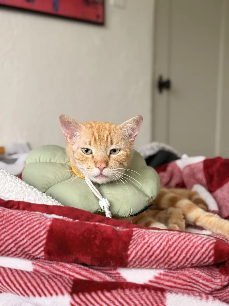 An adult medium-sized male Orange & White Domestic Short Hair cat named Manuka for adoption in San Jose, CA