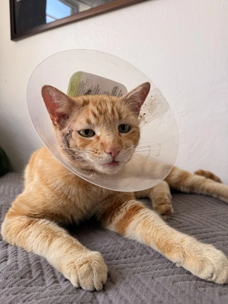 Manuka thumbnail 3