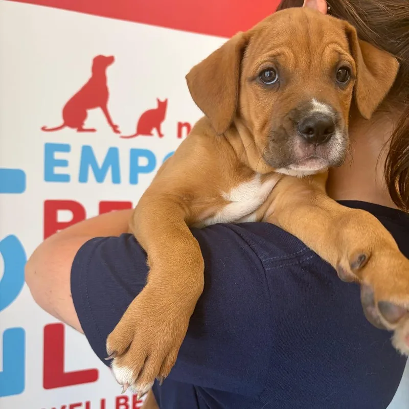 A baby small-sized male Yellow / Tan / Blond / Fawn Mixed Breed dog named Tank for adoption in Morrisville, VT