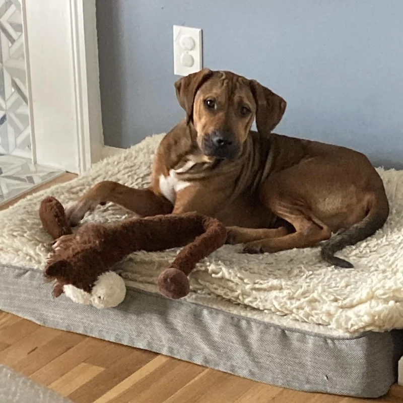 An adult medium-sized female Brown / Chocolate Mixed Breed dog named Fern for adoption in Alexandria, VA