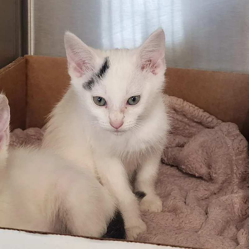 A baby small-sized male White Domestic Short Hair cat named Apple Jacks for adoption in Evensville, TN
