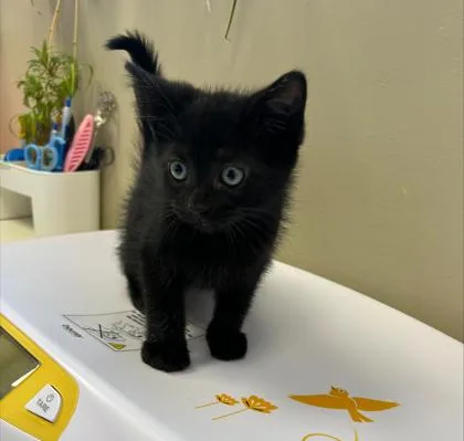 A baby small-sized male Domestic Short Hair cat named Birch for adoption in Fishers, IN