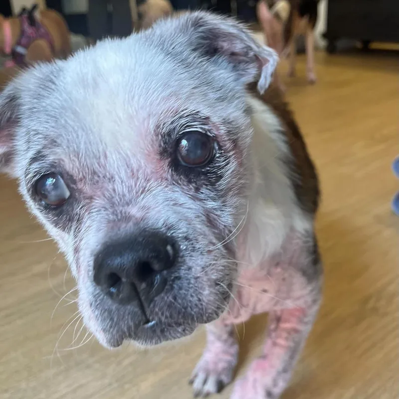 A senior medium-sized female White / Cream Pekingese dog named Juniper Fox for adoption in San Francisco, CA