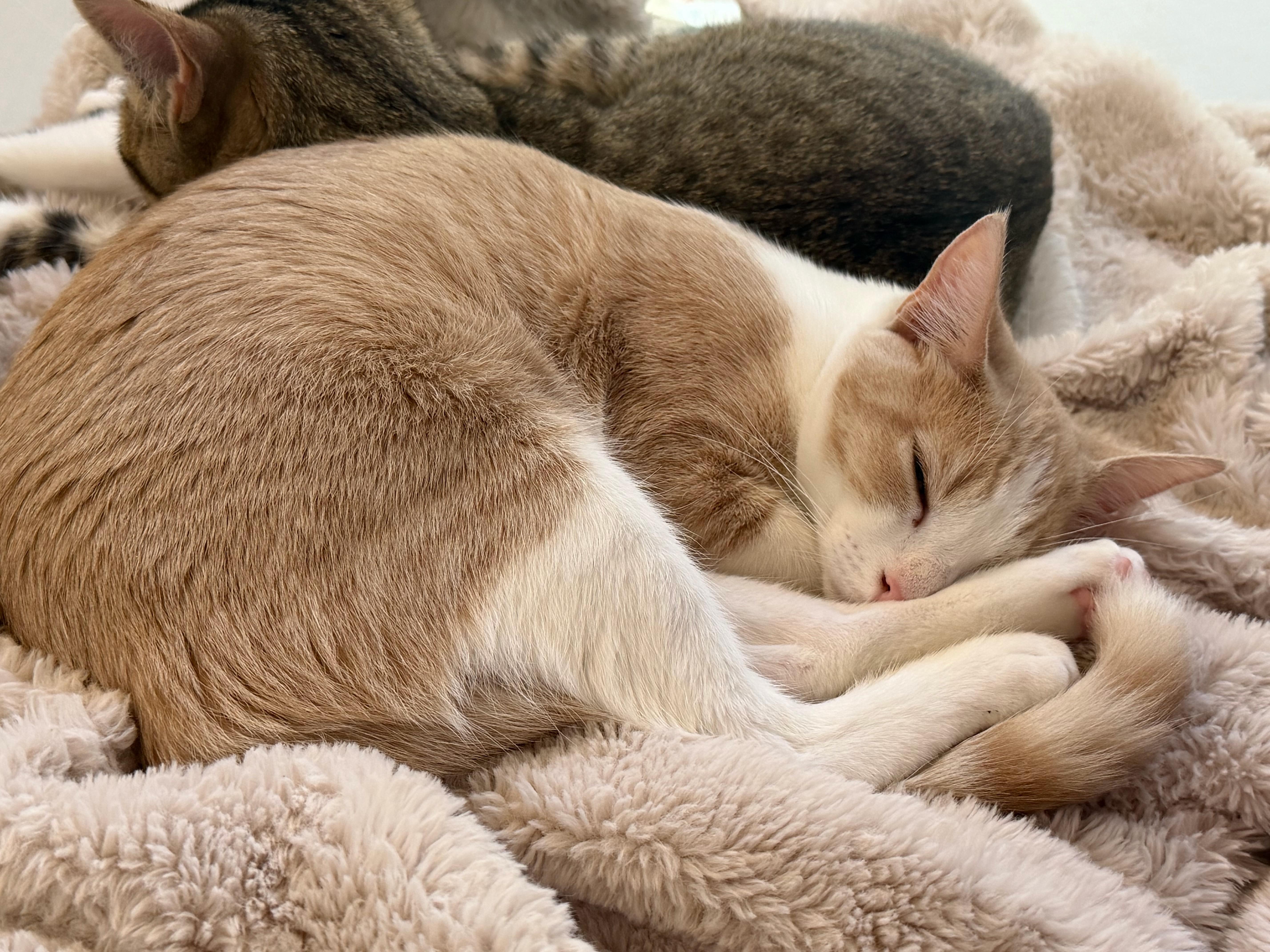 A young medium-sized female Buff & White Domestic Short Hair cat named Cheeto for adoption in Bear, DE