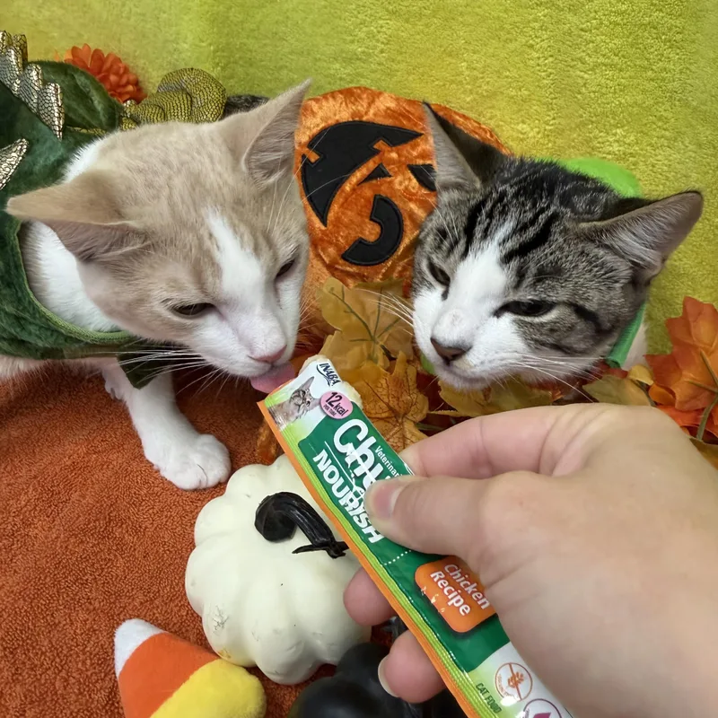 Cheeto thumbnail 3