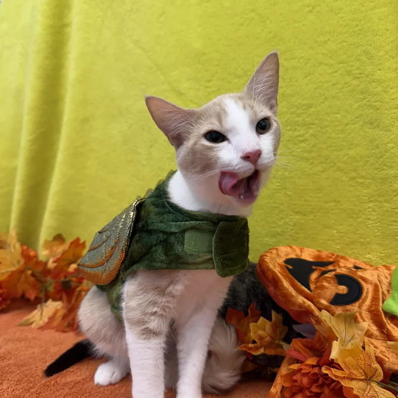 Cheeto thumbnail 4