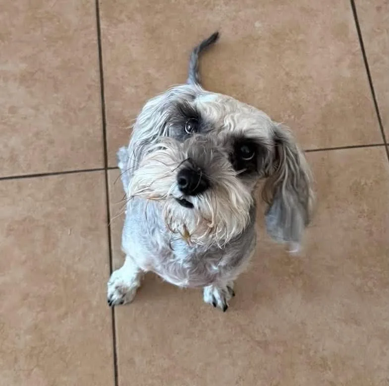 An adult small-sized female Miniature Schnauzer dog named Itzel for adoption in Homer Glen, IL