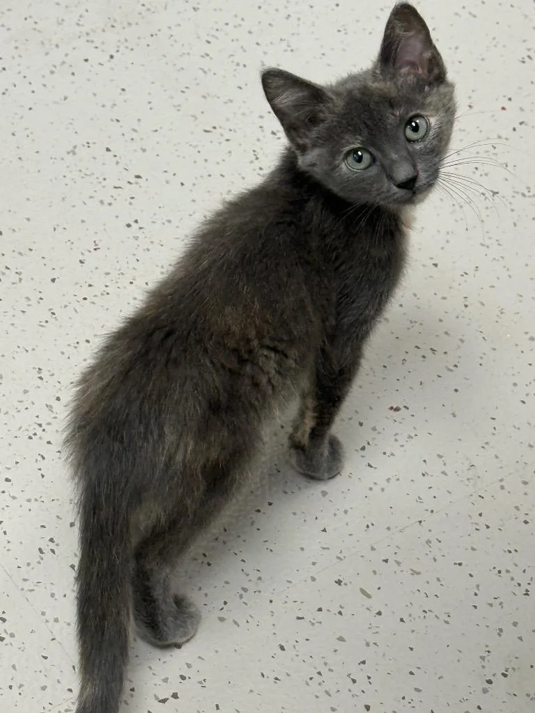 A baby small-sized female Domestic Short Hair cat named Sam for adoption in Little Rock, AR