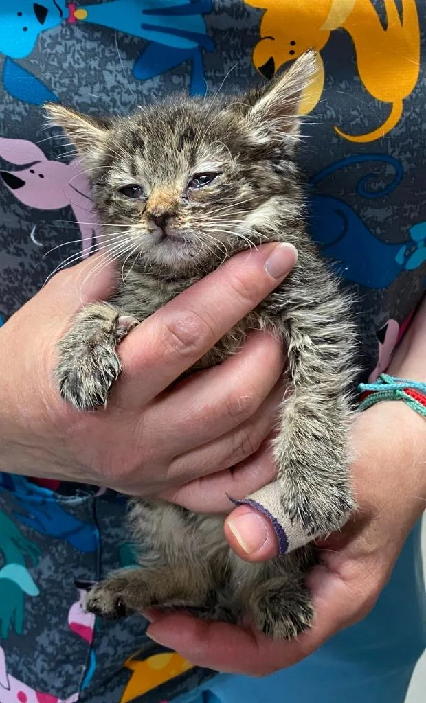 A baby small-sized female Domestic Short Hair cat named Betsy Ross for adoption in Ewing, NJ
