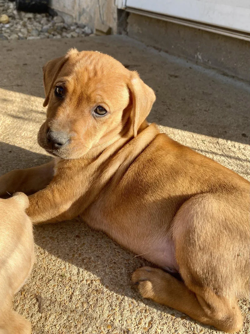 A baby medium-sized male Hound dog named Patch for adoption in Barnhart, MO