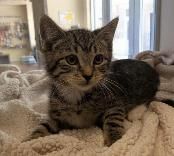 A baby small-sized male Domestic Short Hair cat named Clyde for adoption in Monterey, CA