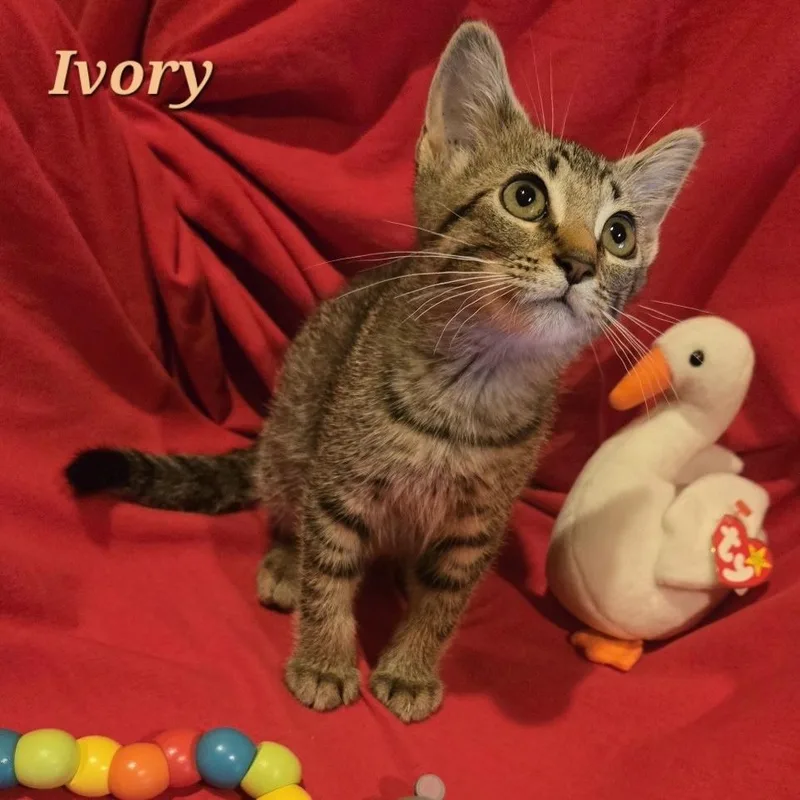 A baby small-sized female Tabby (Buff / Tan / Fawn) Domestic Short Hair cat named Ivory for adoption in Bentonville, AR