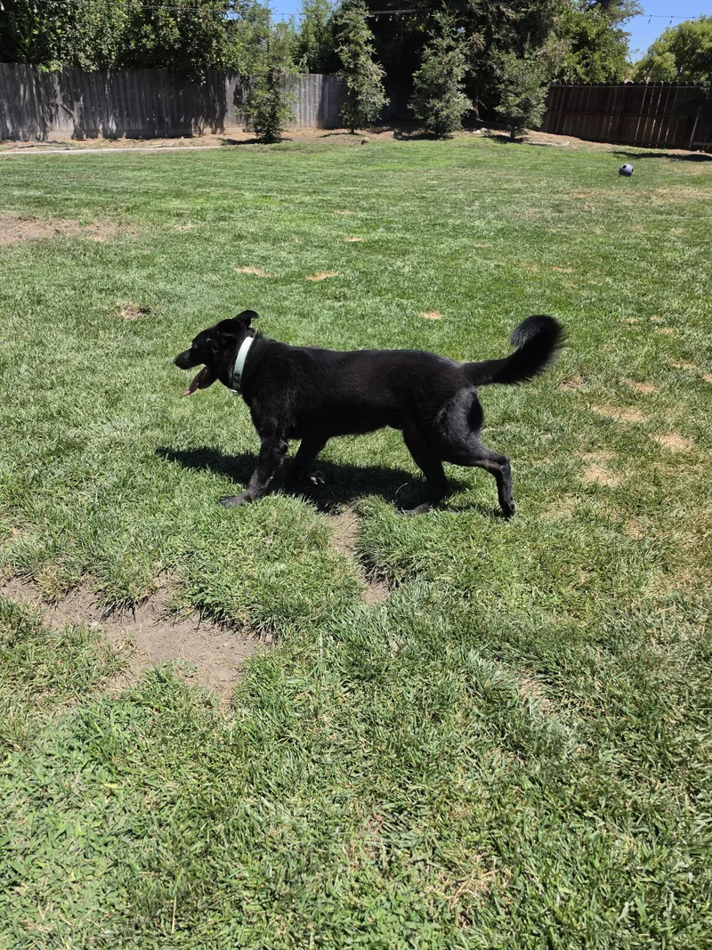 Buddy