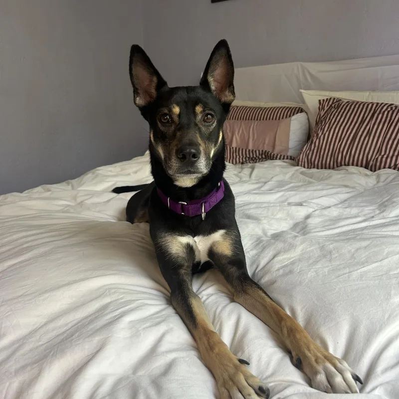 An adult medium-sized female Black Shepherd dog named Violet for adoption in Pullman, WA