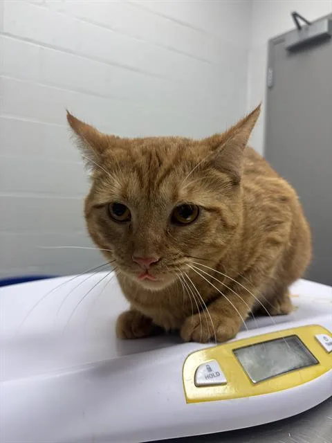 A young medium-sized male Domestic Short Hair cat named Haze for adoption in Indianapolis, IN