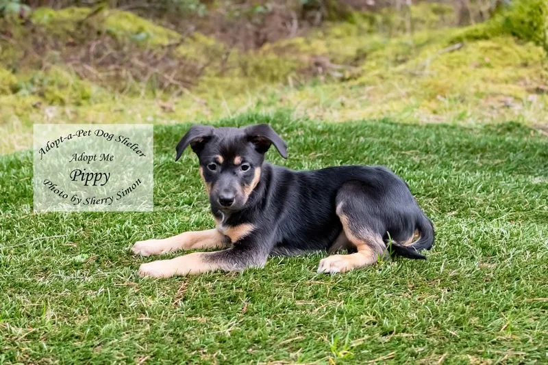 A young small-sized female Tricolor (Brown, Black, & White) Golden Retriever dog named Pippy for adoption in Shelton, WA