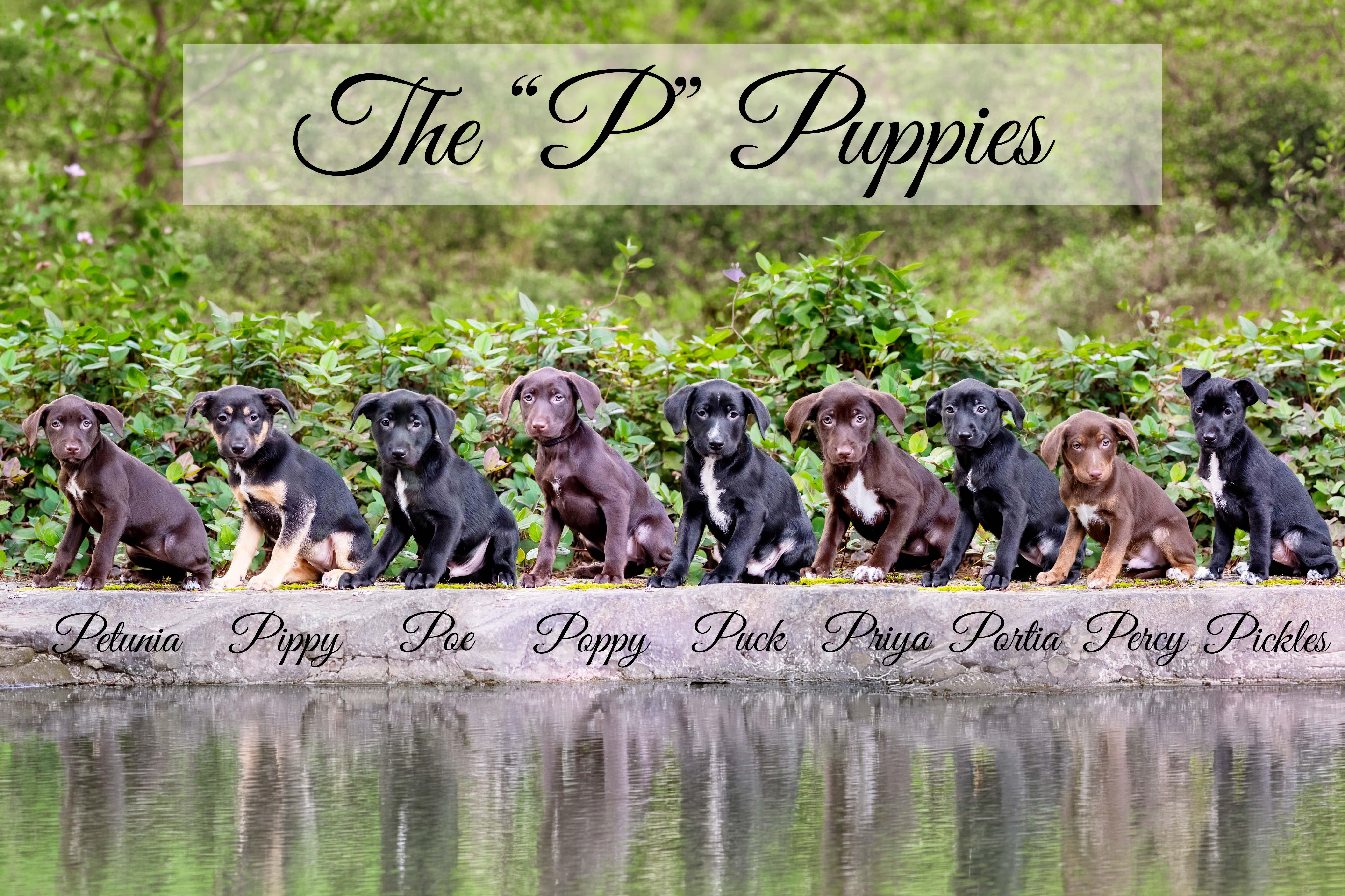 Pippy thumbnail 5