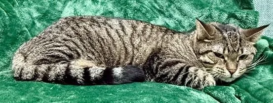 An adult medium-sized female Tabby (Gray / Blue / Silver) Domestic Short Hair cat named ReRe for adoption in Miller Beach, IN