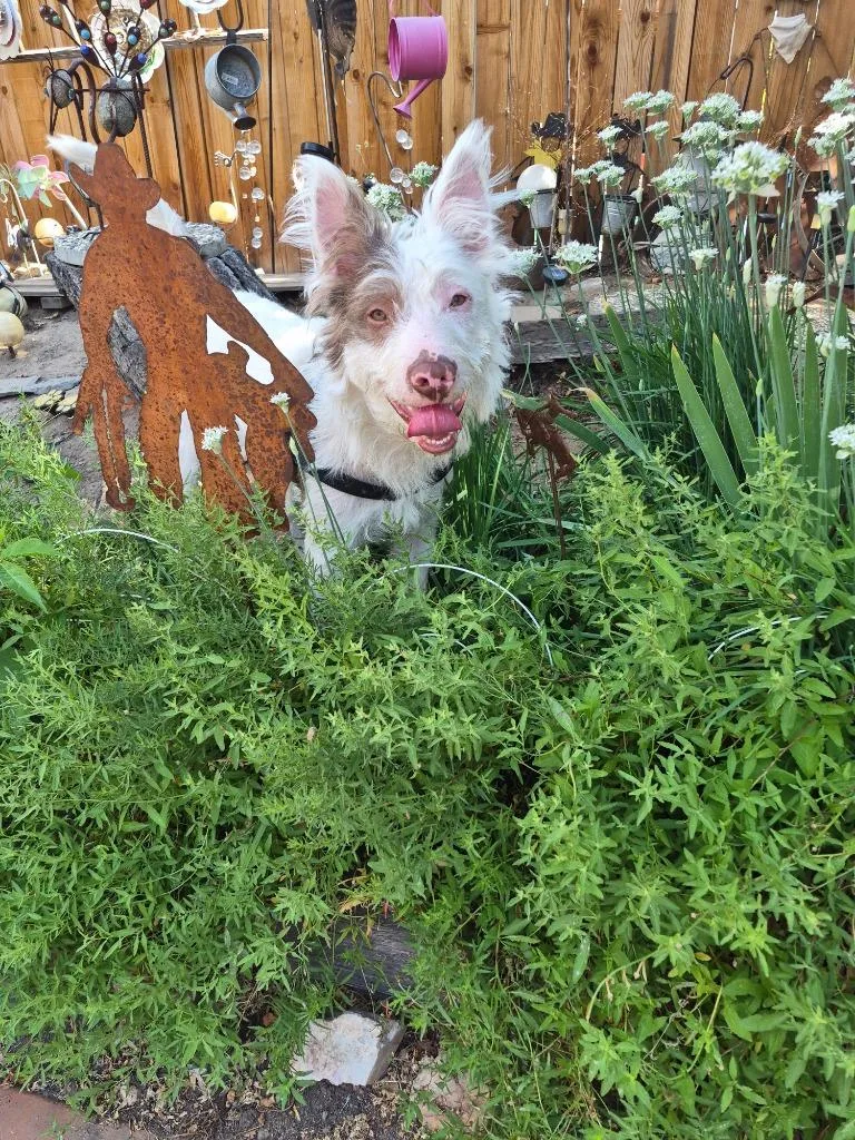 A young medium-sized male Terrier dog named Brian A for adoption in Reno, NV
