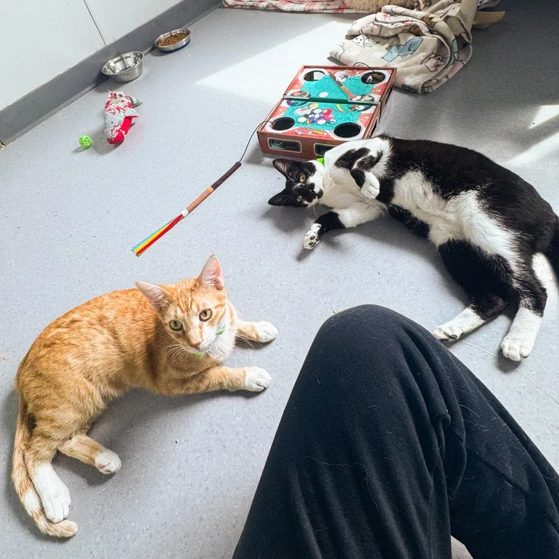 A young medium-sized male Orange / Red Domestic Short Hair cat named Petee for adoption in Lakewood, CO