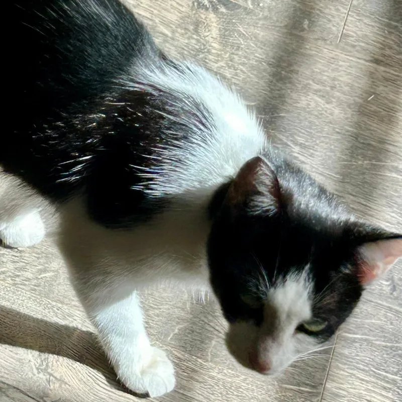 A young small-sized female Black & White / Tuxedo Domestic Short Hair cat named Charmaine for adoption in Gastonia, NC
