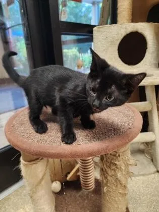 A baby small-sized male Domestic Short Hair cat named Taurus $ @ Petsmarrt for adoption in Seneca, SC
