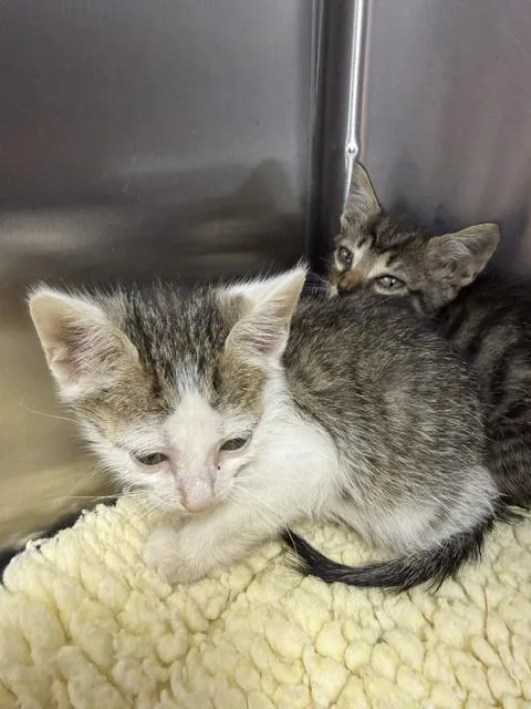 A baby medium-sized male Tabby (Brown / Chocolate) Domestic Short Hair cat named James for adoption in Allen, TX