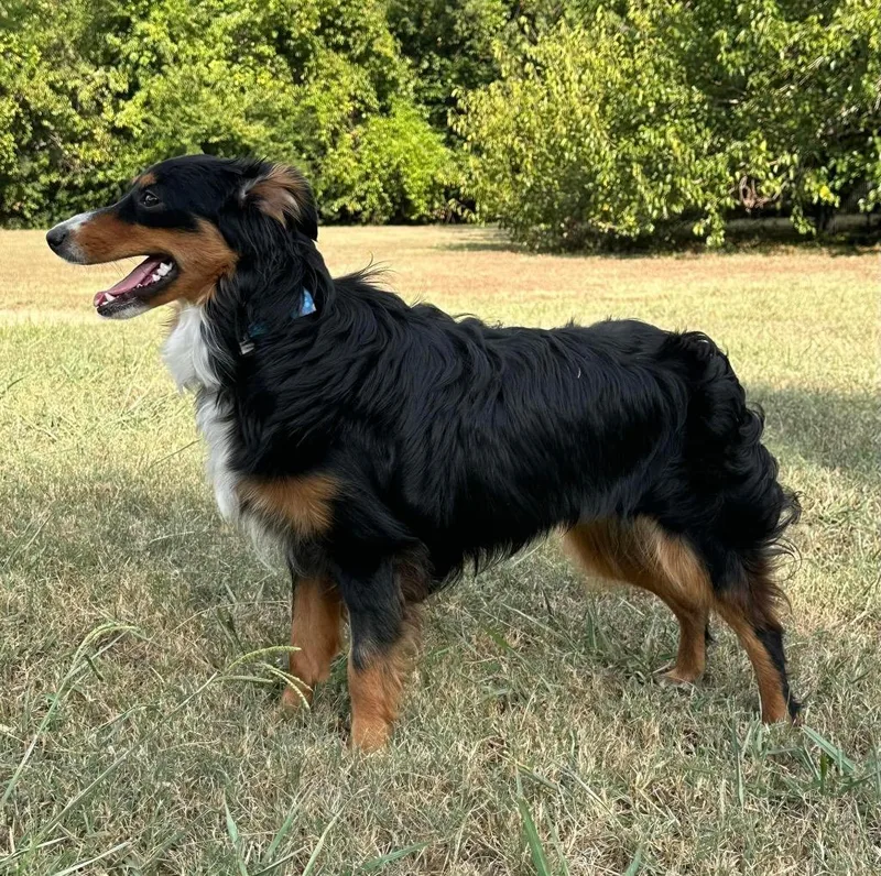 A young medium-sized female Australian Shepherd dog named Honey Bee for adoption in Claremore, OK