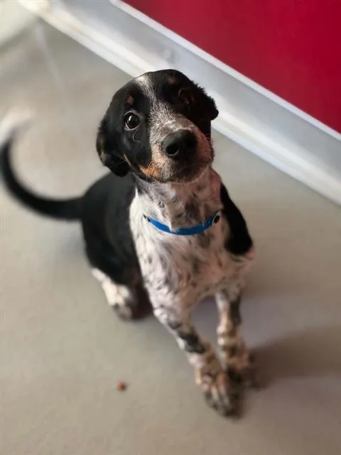 A baby small-sized male Australian Cattle Dog / Blue Heeler dog named Mr.incredible for adoption in Visalia, CA