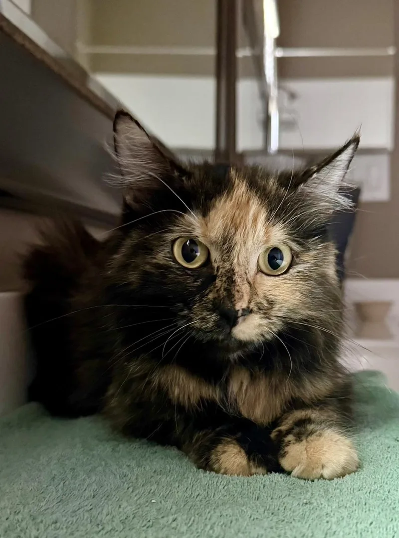 A young medium-sized female Black Tortoiseshell cat named Patches Lara for adoption in Chandler, AZ