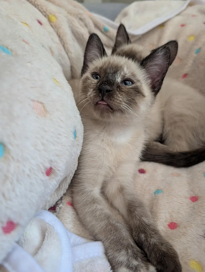 A baby small-sized female Siamese cat named Harriett for adoption in Walnut Creek, CA