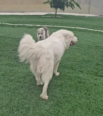 Max