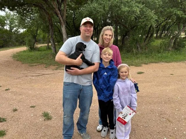 A baby large-sized male Labrador Retriever dog named Laos for adoption in Austin, TX