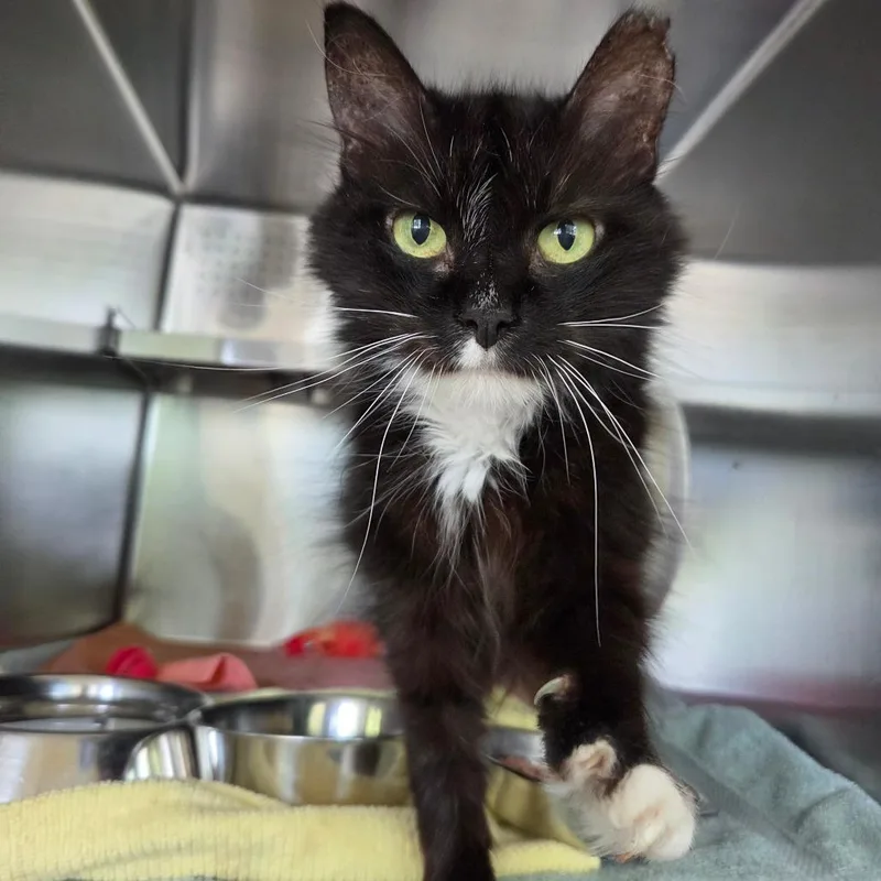 A senior medium-sized female Domestic Short Hair cat named Ramsey for adoption in Asheville, NC