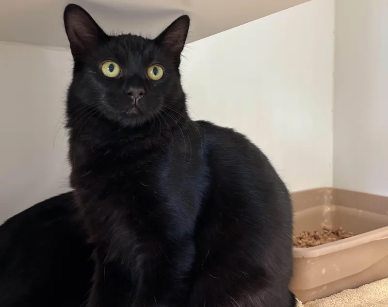 A young medium-sized male Domestic Short Hair cat named Hidalgo for adoption in Grants Pass, OR