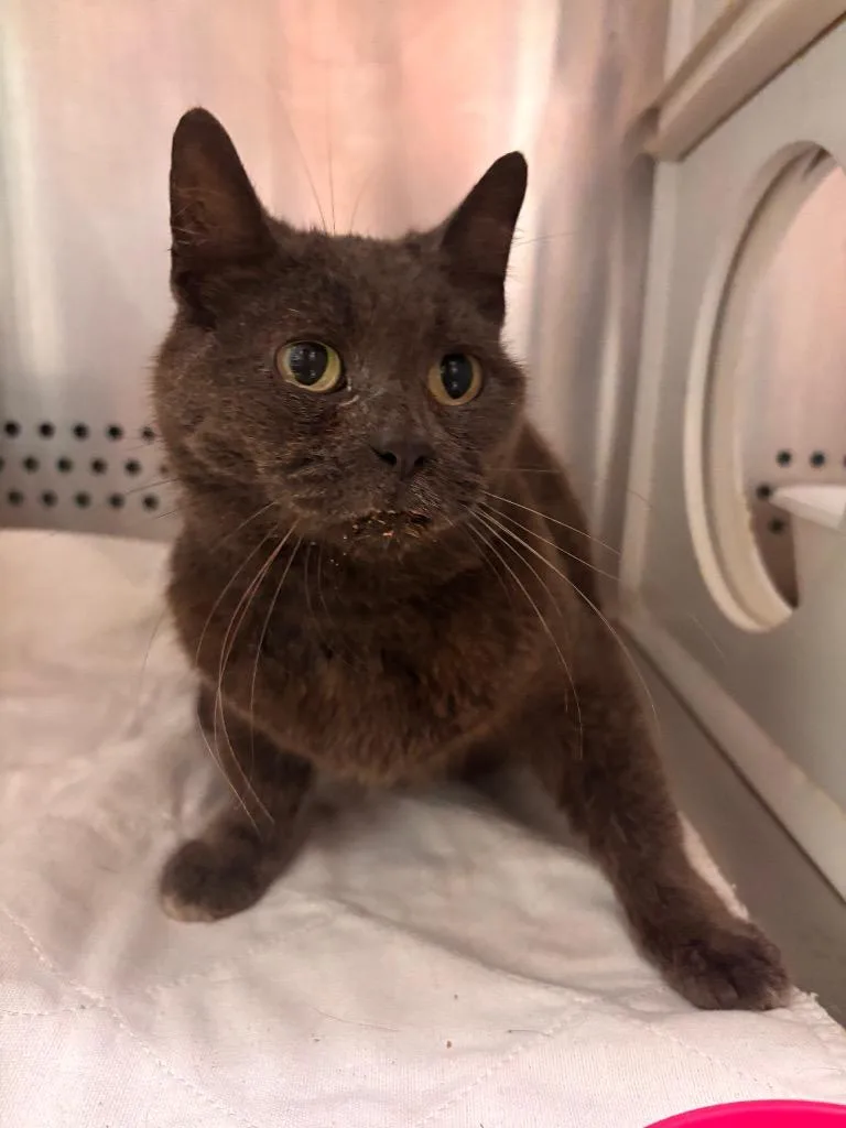 A young medium-sized female Domestic Short Hair cat named Matilda for adoption in Morgantown, KY