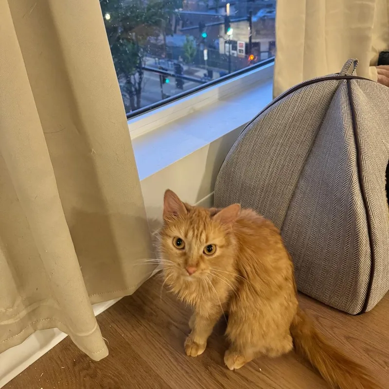 An adult medium-sized female Orange / Red Domestic Medium Hair cat named Magma for adoption in Evanston, IL
